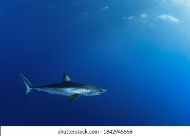 Shortfin Mako Shark In The Blue