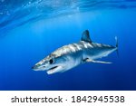 Shortfin mako shark close encounter