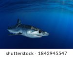 Shortfin mako shark close encounter