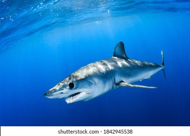 Shortfin Mako Shark Close Encounter