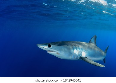 Shortfin Mako Shark Close Encounter