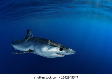 Shortfin Mako Shark Close Encounter