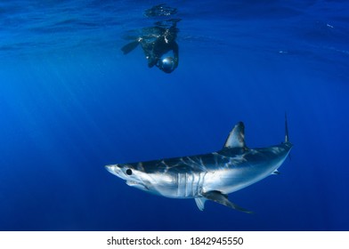 Shortfin Mako Shark With Diver