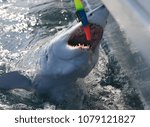 shortfin mako shark, Isurus oxyrinchus, accidentally caught and released, Cape Point, South Africa, Atlantic Ocean