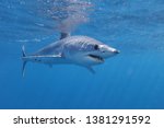 shortfin mako shark, Isurus oxyrinchus, Cape Point, South Africa, Atlantic Ocean