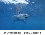 shortfin mako shark, Isurus oxyrinchus, Cape Point, South Africa, Atlantic Ocean