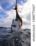 shortfin mako shark, Isurus oxyrinchus, taking the bait off Cape Point, South Africa, Atlantic Ocean