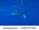 shortfin mako shark, Isurus oxyrinchus, off Cape Point, South Africa, Atlantic Ocean