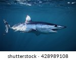 shortfin mako shark, Isurus oxyrinchus, off Cape Point, South Africa, Atlantic Ocean