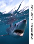 shortfin mako shark, Isurus oxyrinchus, Cape Point, South Africa, Atlantic Ocean