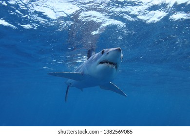 Shortfin Mako Shark Isurus Oxyrinchus Cape Stock Photo 1382569085 ...