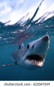 Shortfin Mako Shark, Isurus Oxyrinchus, Cape Point, South Africa, Atlantic Ocean