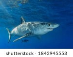 Shortfin mako shark with pilot fish