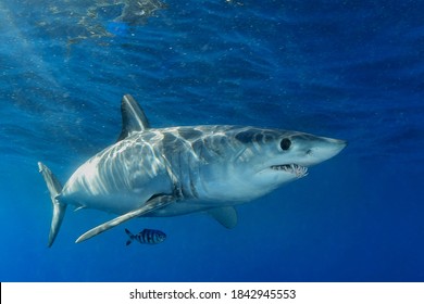 Shortfin Mako Shark With Pilot Fish