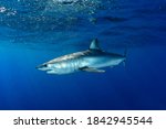 Shortfin mako shark under the surface