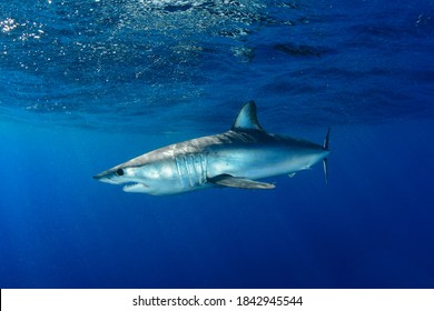 Shortfin Mako Shark Under The Surface