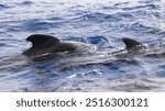 The short-finned pilot whale (Globicephala macrorhynchus). Group of free and wild cetaceans in the Atlantic Ocean off the island of Tenerife in the Canary Islands. Nature tourism, Travel in Spain