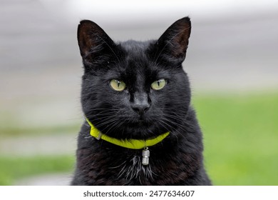 Short-hair black cat close-up with green eyes, yellow collar, blurry background - Powered by Shutterstock