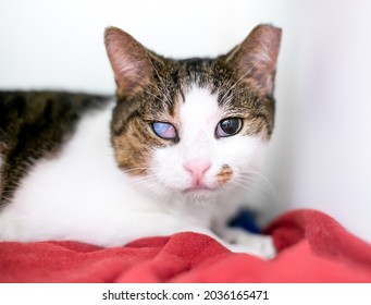 A shorthair cat that is blind in one eye and has its left ear tipped as part of a Trap Neuter Return program