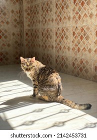 Shorthair Domestic Cat With A Mix Of Orange, Black, Brown And White Fur