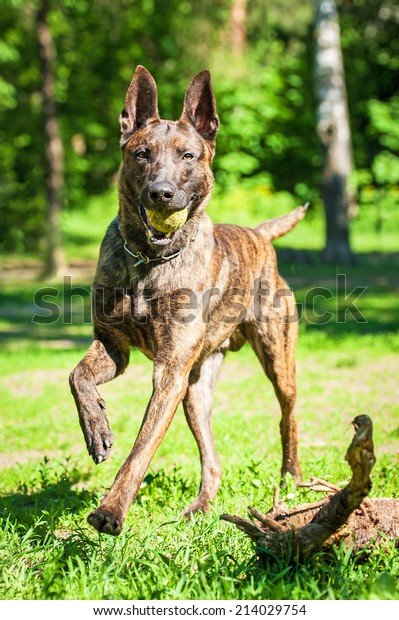 Shorthair Dutch Shepherd Dog Playing Ball Stock Photo Edit Now