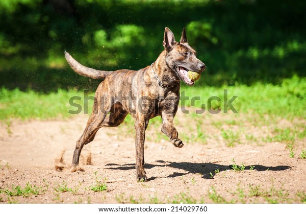 Shorthair Dutch Shepherd Dog Playing Ball Stock Photo Edit Now