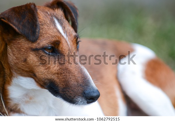 Shorthair Fox Terrier Taking Rest Stock Photo Edit Now 1062792515