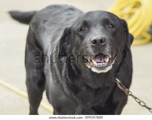 Shorthair Large Longeared Black Dog On Royalty Free Stock Image