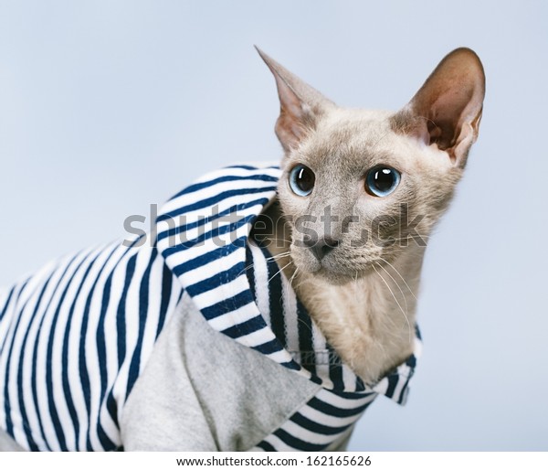 Shorthair Oriental Cat Peterbald On Gray Stock Photo Edit Now