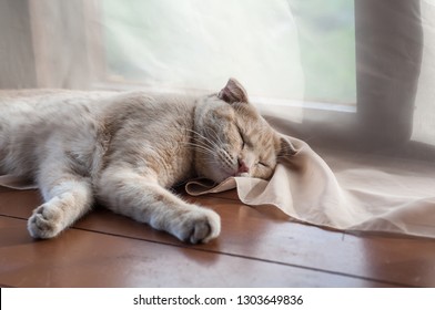 Shorthair pale ginger Scottish fold cat sleeps on the wooden floor of the summer house - Shutterstock ID 1303649836