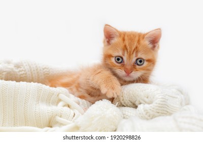 Animaux Domestiques Images Photos Et Images Vectorielles De Stock Shutterstock