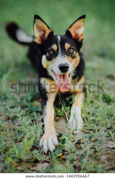 Shorthair Threecolor Border Collie Jumps Into Stock Photo Edit