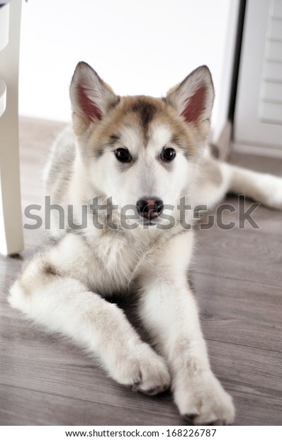 Shorthaired Alaskan Malamute Stock Photo Edit Now 168226787