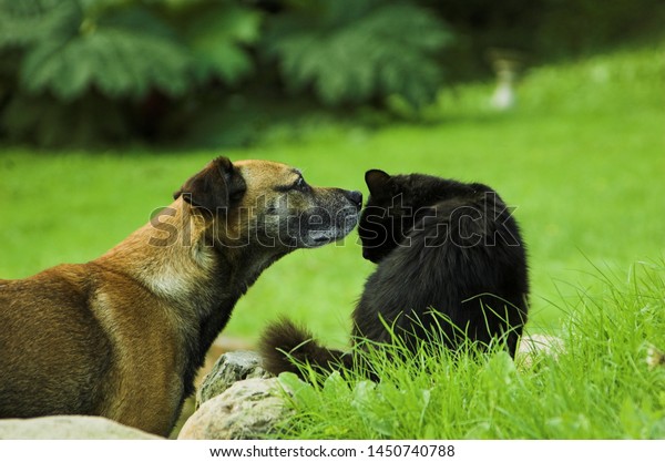 Shorthaired Brown Dog Sniffs Head Fluffy Stock Photo Edit Now