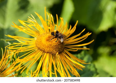 Short Haired Bumblebee Images Stock Photos Vectors Shutterstock