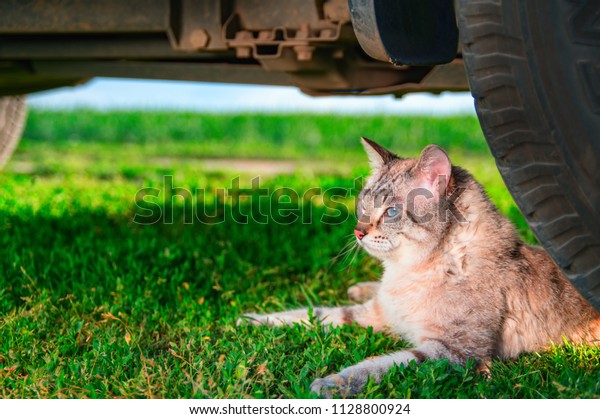 Shorthaired cat lies in green grass. Portrait cute\
cat with blue eyes lies next to the car wheel. Outdoor shot at\
sunny day. Copy\
space.