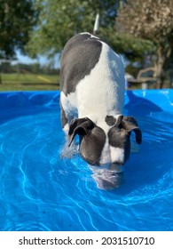 Short-haired Dog Playing In Kiddie Pool 