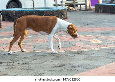 Short-haired Dog Who Sticks Out His Tongue And Sniffs On A Sidewalk In A Small Town