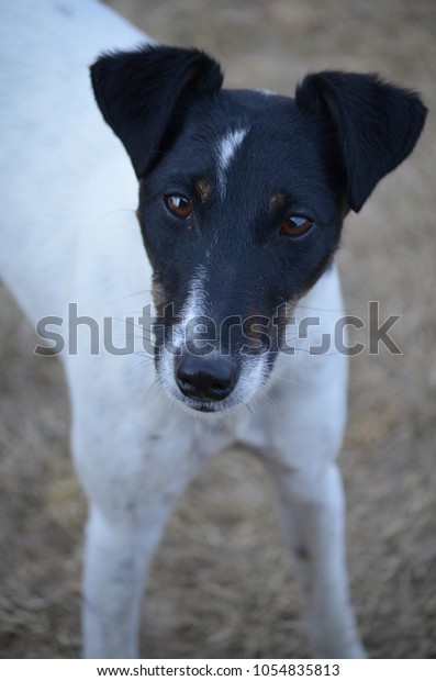 Shorthaired Fox Terrier Stock Photo Edit Now 1054835813