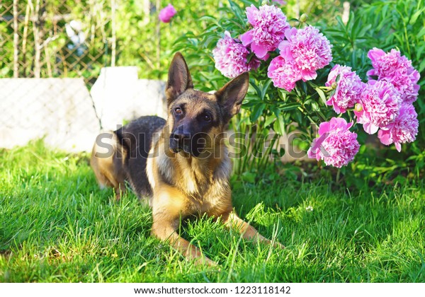 Shorthaired German Shepherd Dog Lying Down Stock Photo Edit Now