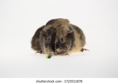 45 Guinea pig horns Images, Stock Photos & Vectors | Shutterstock