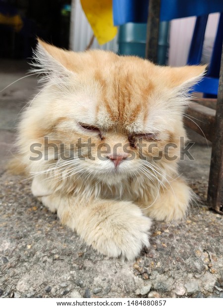 Shorthaired Persian Cats Drowsy Stock Photo Edit Now 1484880857