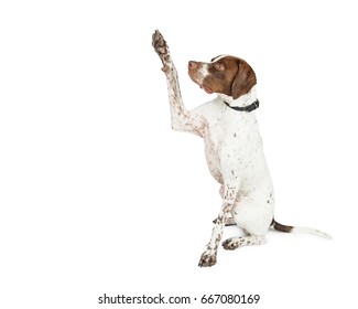 Shorthaired Pointer Breed Dog Sitting To Side On White, Raising Paw Up To Give High Five Or Shake