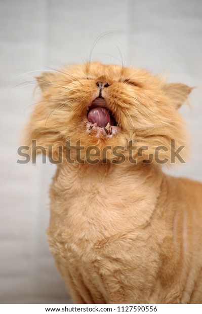 Shorthaired Redhaired Persian Cat Opened His Stock Photo Edit Now