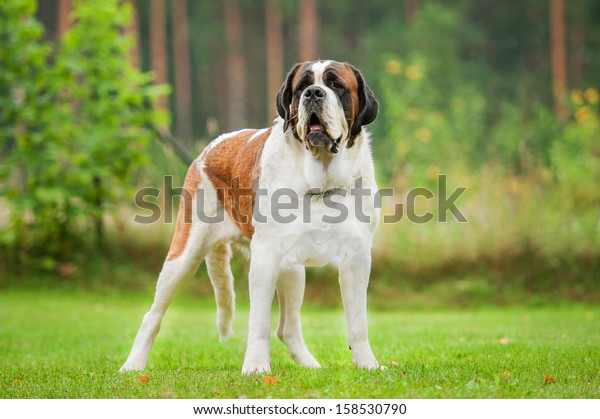 Shorthaired Saint Bernard Dog Standing On Animals Wildlife