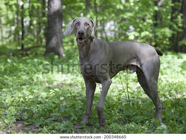 Shorthaired Weimaraner Dog 3 Years Old Stock Photo Edit Now