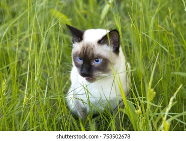 Siamese Cat Seal Point Images Stock Photos Vectors Shutterstock