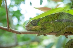 Short-horned Chameleon Is A Species Of Chameleon Endemic To Madagascar