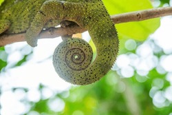 Short-horned Chameleon Tail Is A Species Of Chameleon Endemic To Madagascar