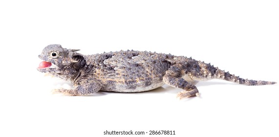Short-horned lizard  (Phrynosoma platyrhinos) with mouth open. Isolated on white background